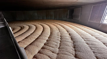 Promising Barley: A Visit to the Home of Golden Promise